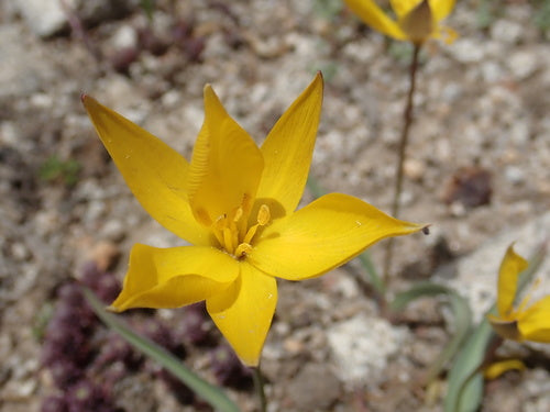 Tulipano di vigneto — Bild 5