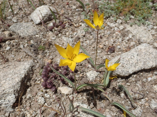 Tulipano di vigneto — Bild 5