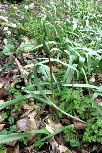 Tulipano di vigneto — Bild 4