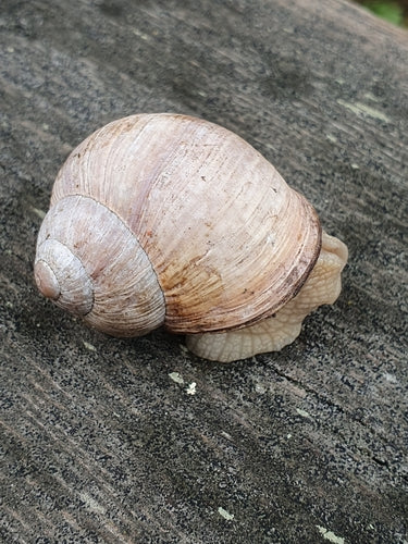 Lumaca romana — Bild 3