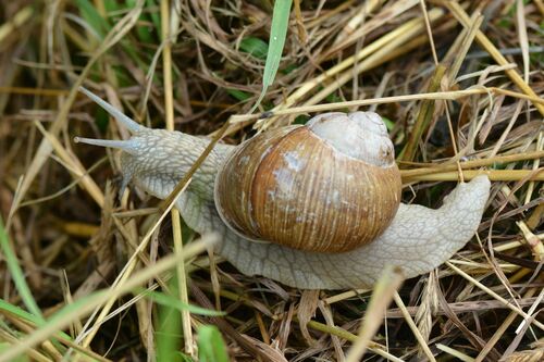 Lumaca romana — Bild 4