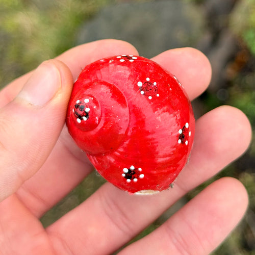 Lumaca romana — Bild 5