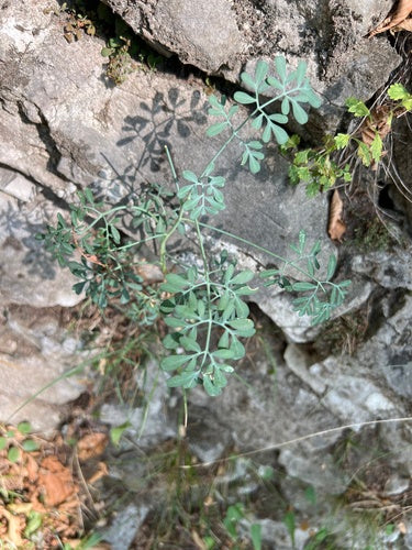 Ruta — foto 5 di 8