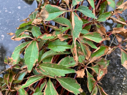 Viti — Bild 4