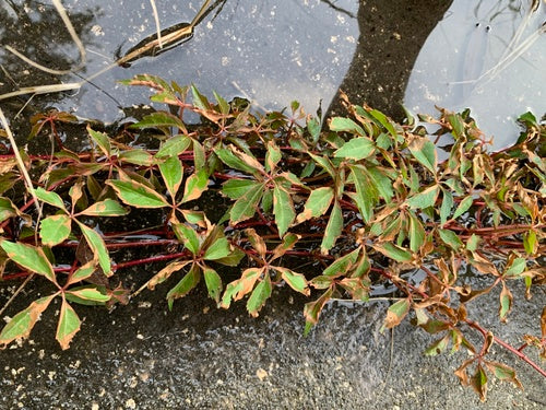 Viti — Bild 3