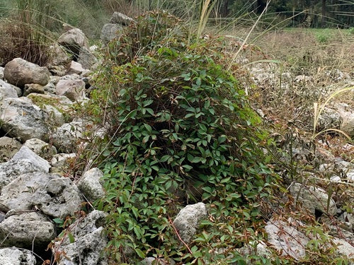 Viti — Bild 2