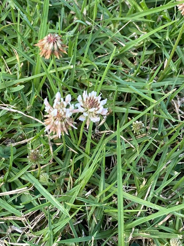 Trifoglio bianco — Bild 5