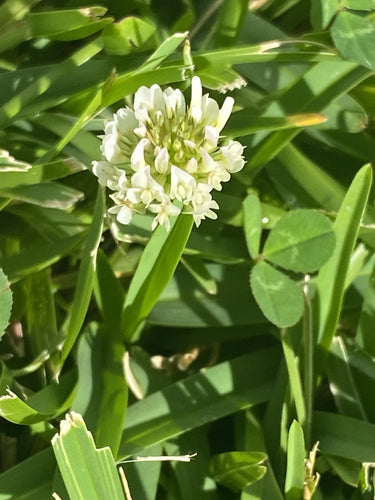 Trifoglio bianco — Bild 4