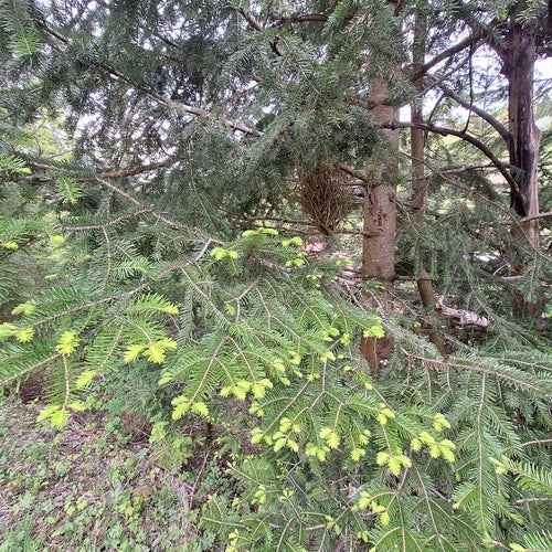 Abete bianco — foto 3 di 8