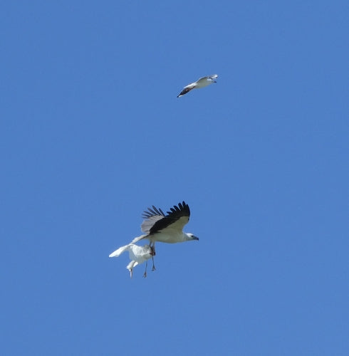 Aquila di mare dal ventre bianco — foto 1 di 8