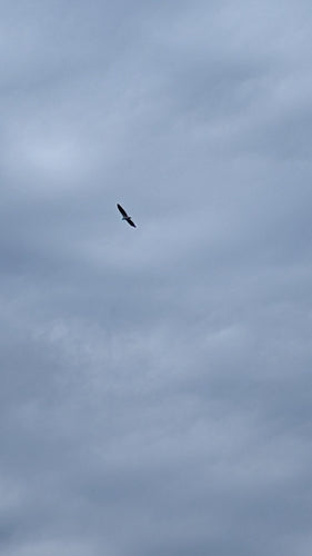 Aquila di mare dal ventre bianco — foto 5 di 8