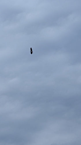 Aquila di mare dal ventre bianco — foto 4 di 8