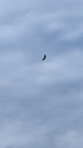 Aquila di mare dal ventre bianco — foto 3 di 8