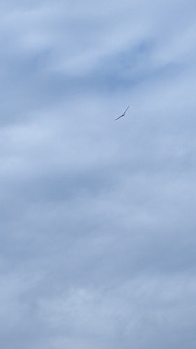Aquila di mare dal ventre bianco — foto 2 di 8