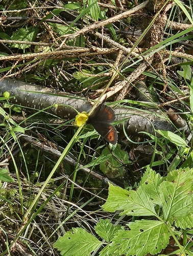 Farfalla moro fasciata di bianco — foto 5 di 11