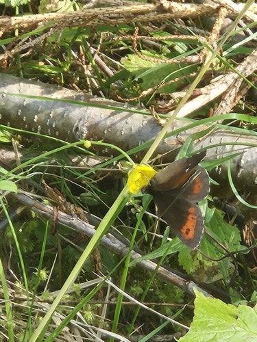 Farfalla moro fasciata di bianco — foto 4 di 11