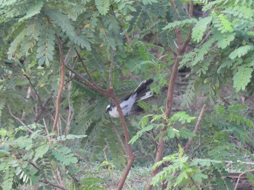 Fantail dalle sopracciglia bianche — foto 5 di 8