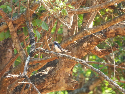 Fantail dalle sopracciglia bianche — foto 4 di 8