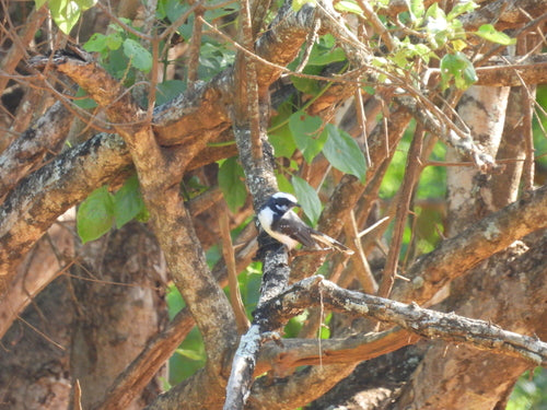 Fantail dalle sopracciglia bianche — foto 3 di 8