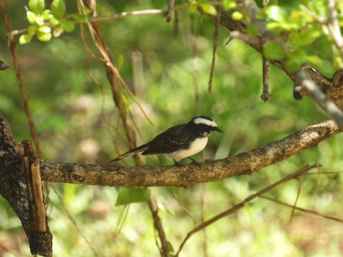 Fantail dalle sopracciglia bianche — foto 2 di 8