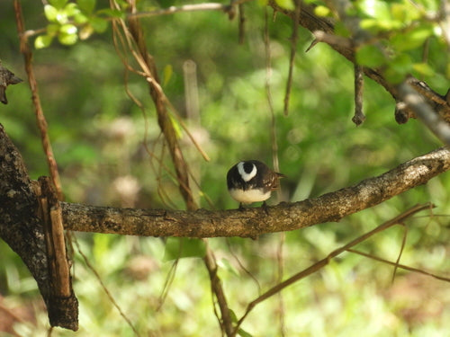 Fantail dalle sopracciglia bianche — foto 1 di 8