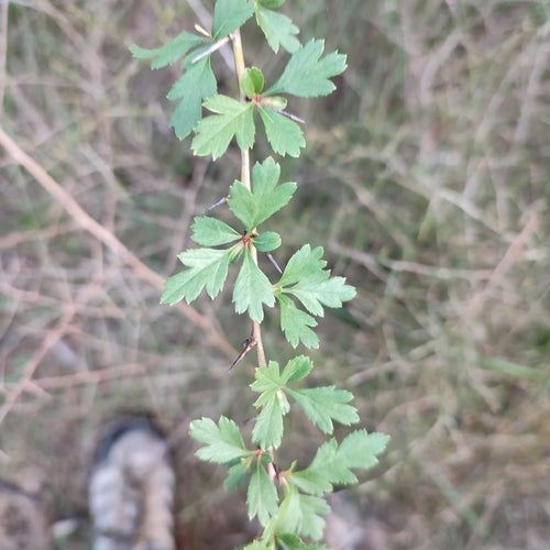 Naturaufnahme - Bild 4