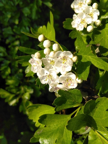 Naturaufnahme - Bild 3