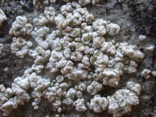 Lichene da parete bianco — Bild 5