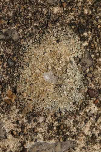 Lichene da parete bianco — Bild 1