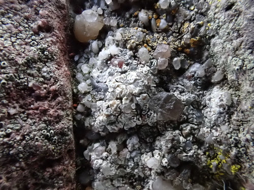 Lichene da parete bianco — Bild 3