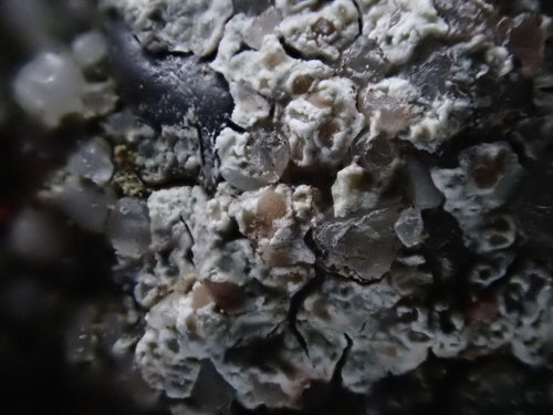 Lichene da parete bianco — Bild 2