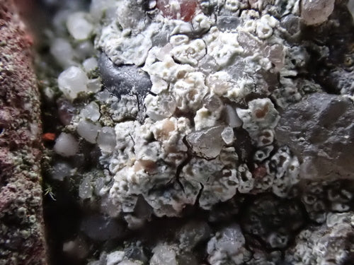 Lichene da parete bianco — Bild 4