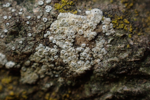 Lichene da parete bianco — foto 2 di 9