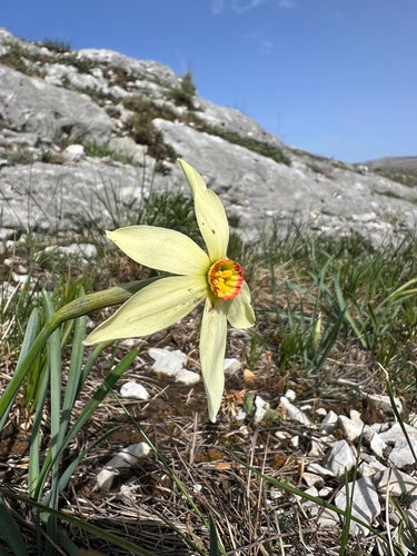 Narciso bianco — Bild 5