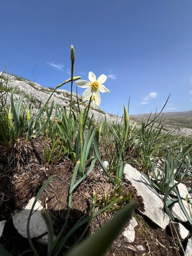 Narciso bianco — Bild 4