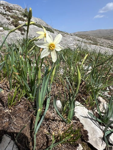 Narciso bianco — Bild 3
