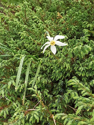 Narciso bianco — Bild 2