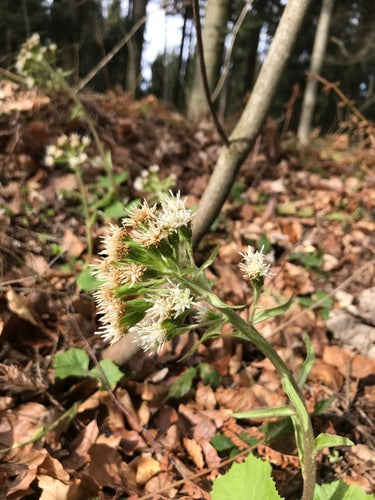 Farfaraccio bianco — Bild 4