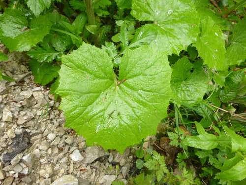 Farfaraccio bianco — Bild 3