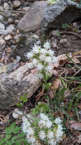 Farfaraccio bianco — Bild 2