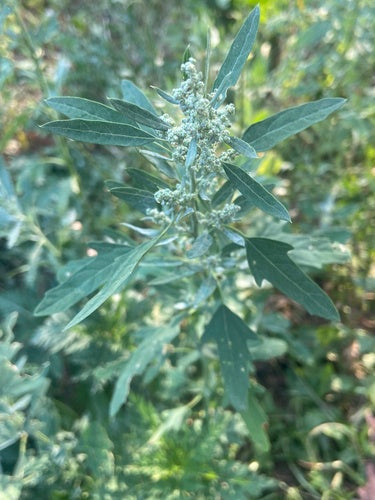 Piede d'oca bianco — Bild 3