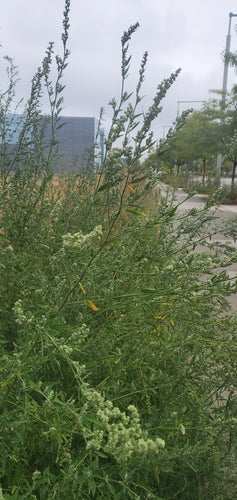 Piede d'oca bianco — Bild 2