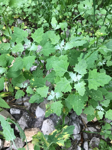 Piede d'oca bianco — Bild 1