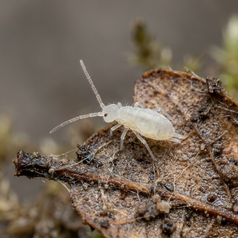 Collembolo bianco