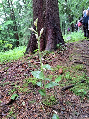 Uccello bianco della foresta — Bild 3
