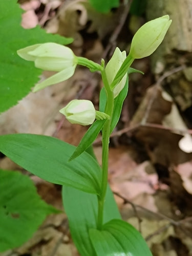 Uccello bianco della foresta — foto 4 di 9
