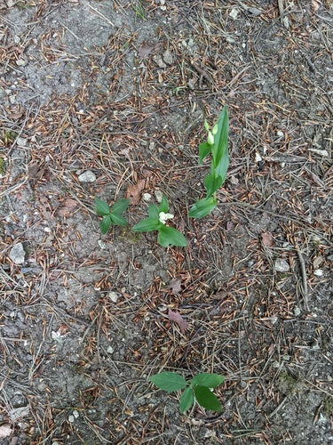 Uccello bianco della foresta — Bild 5