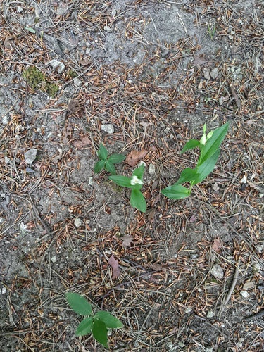Uccello bianco della foresta — Bild 4