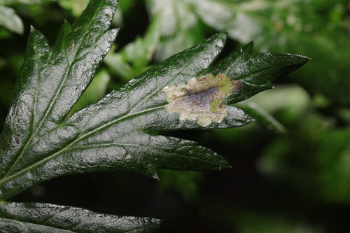 Mosca di assenzio — foto 3 di 9