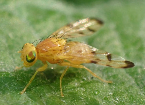 Mosca di assenzio — foto 5 di 9